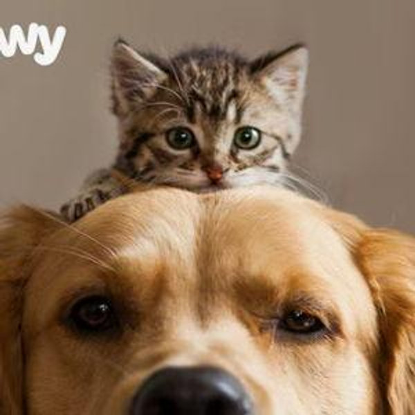 Chewy eGift Card