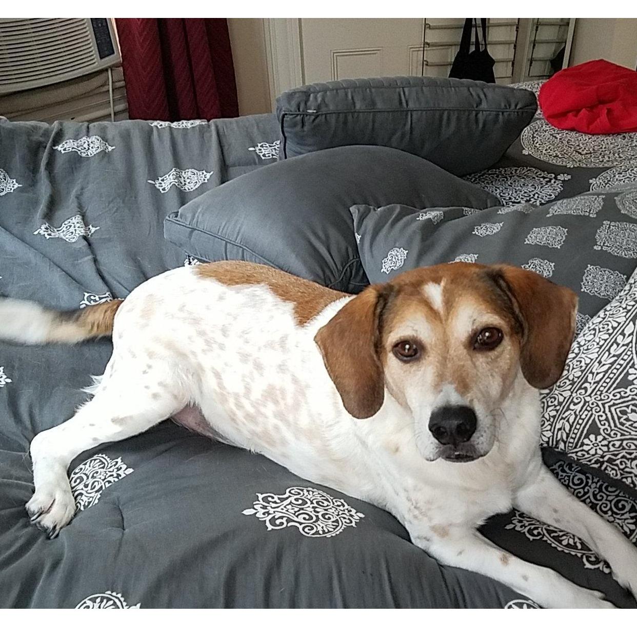 Baxter
