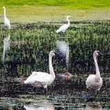 Montezuma National Wildlife Refuge