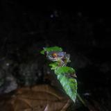 Wildlife Refuge Monteverde