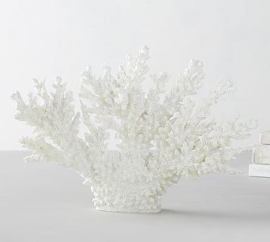 White Spike Coral