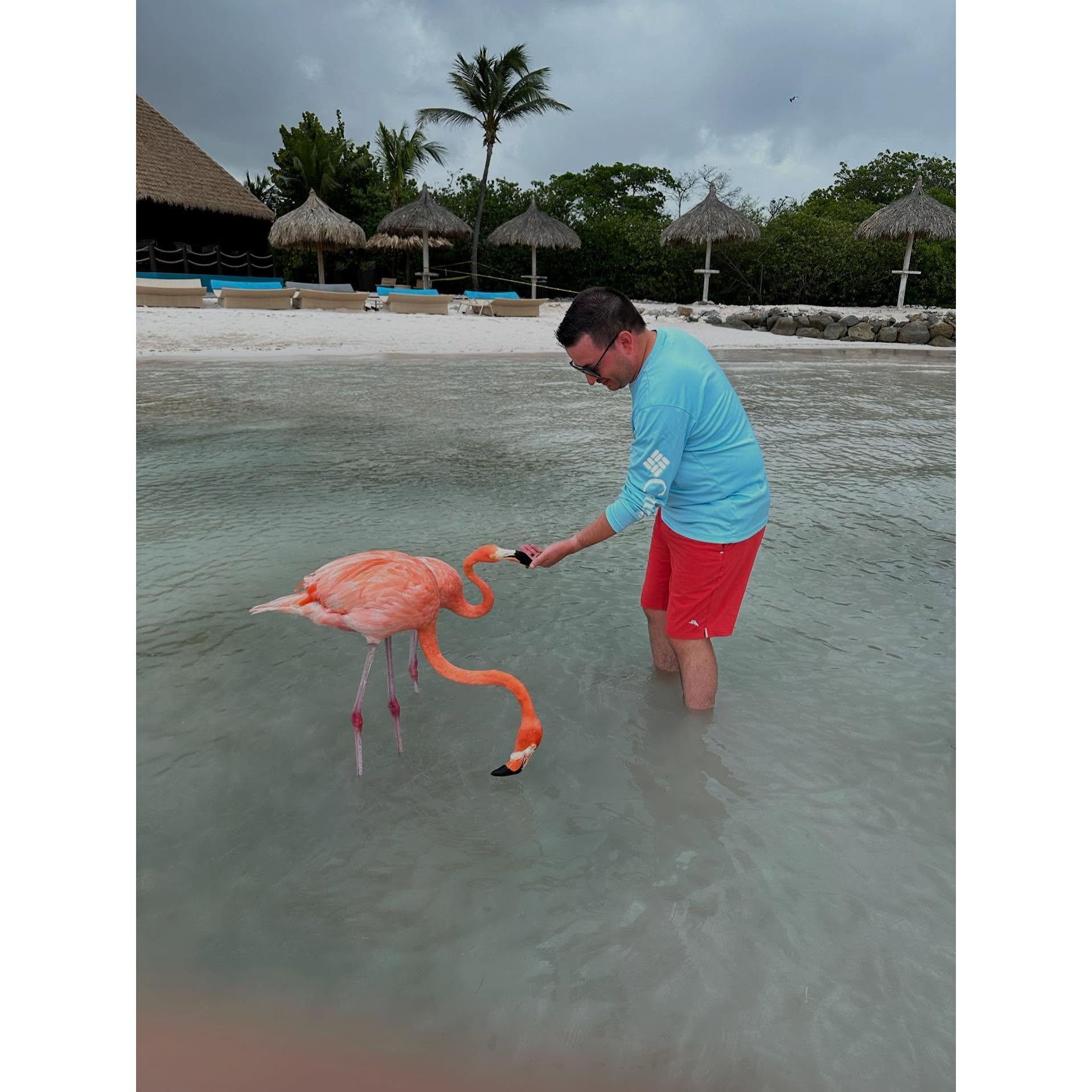 Alex feeding the flamingos!