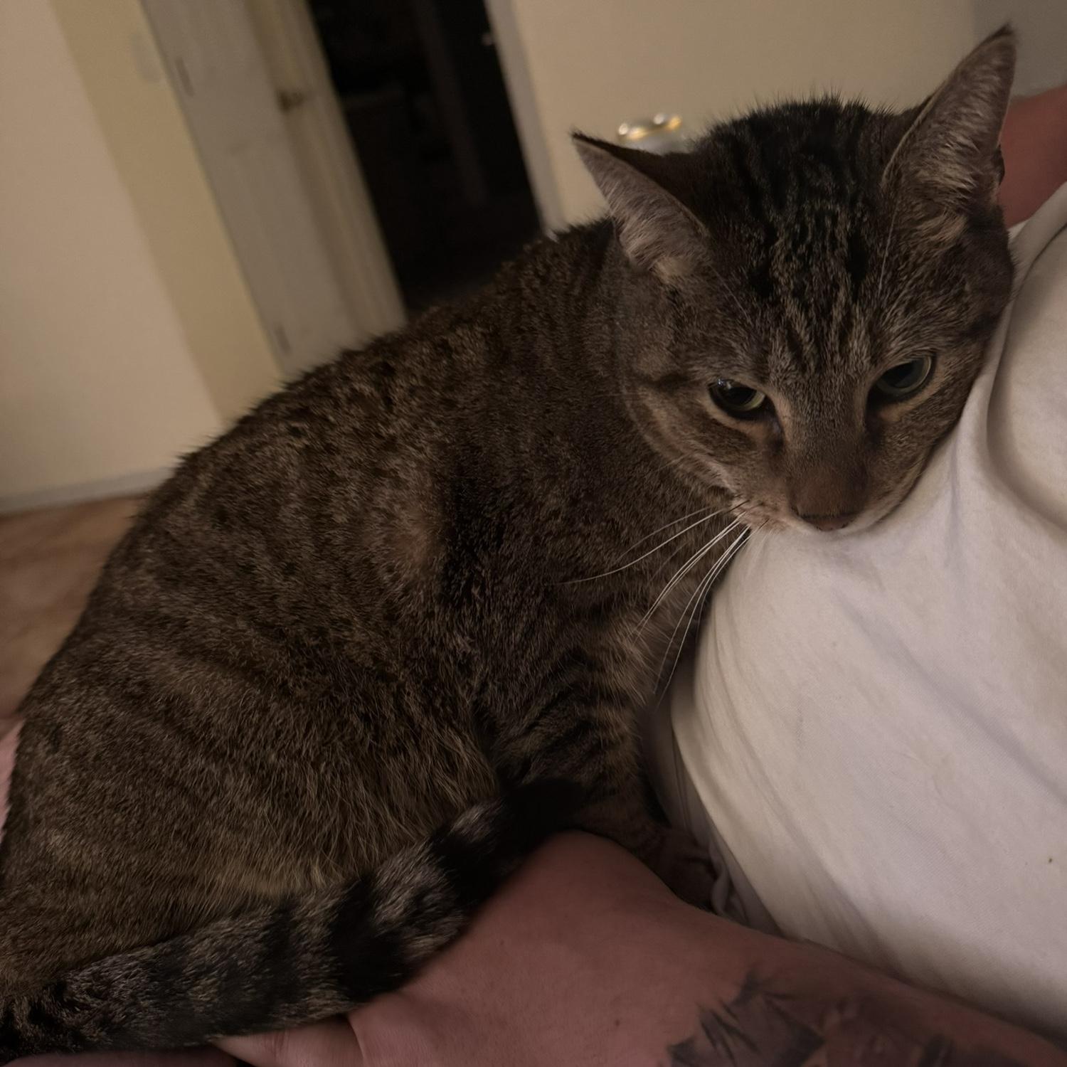 Our adorable and loving cat Kingsley