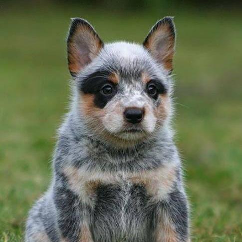 Puppy Fund
