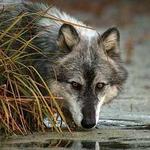 Wolf Park