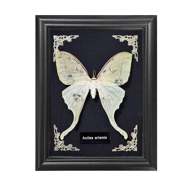 Taxidermy Butterfly Gothic Shadow Box, 6.9'' x 9'' Actias Selene Butterfly Wooden Framed Specimen Display Oddity Tabletop Wall Art Home Decor