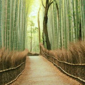 Kyoto Tour