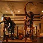 Florida Museum of Natural History