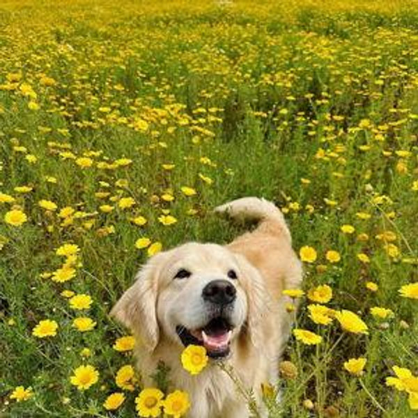 Our Pet Fund