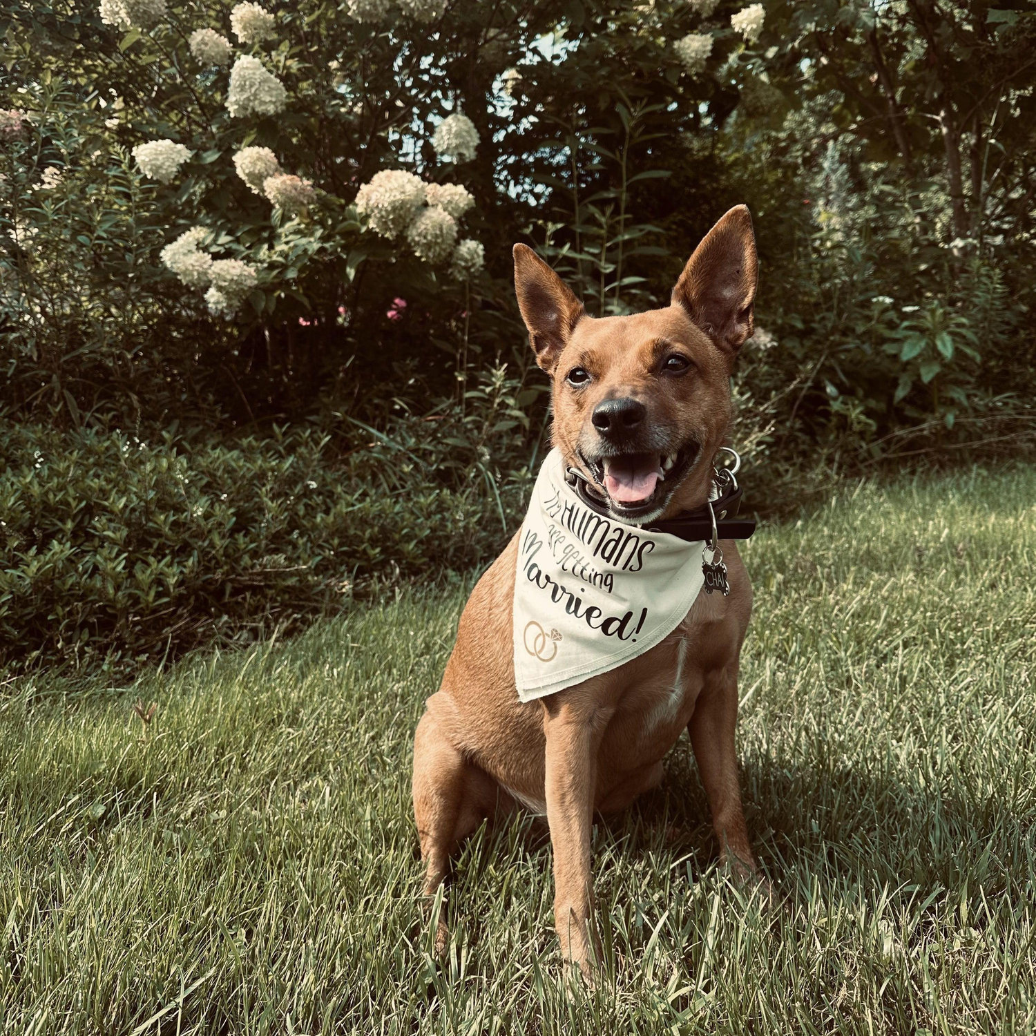 Our fur baby, Chai!