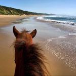 Horseback Rides by Pintos R Us