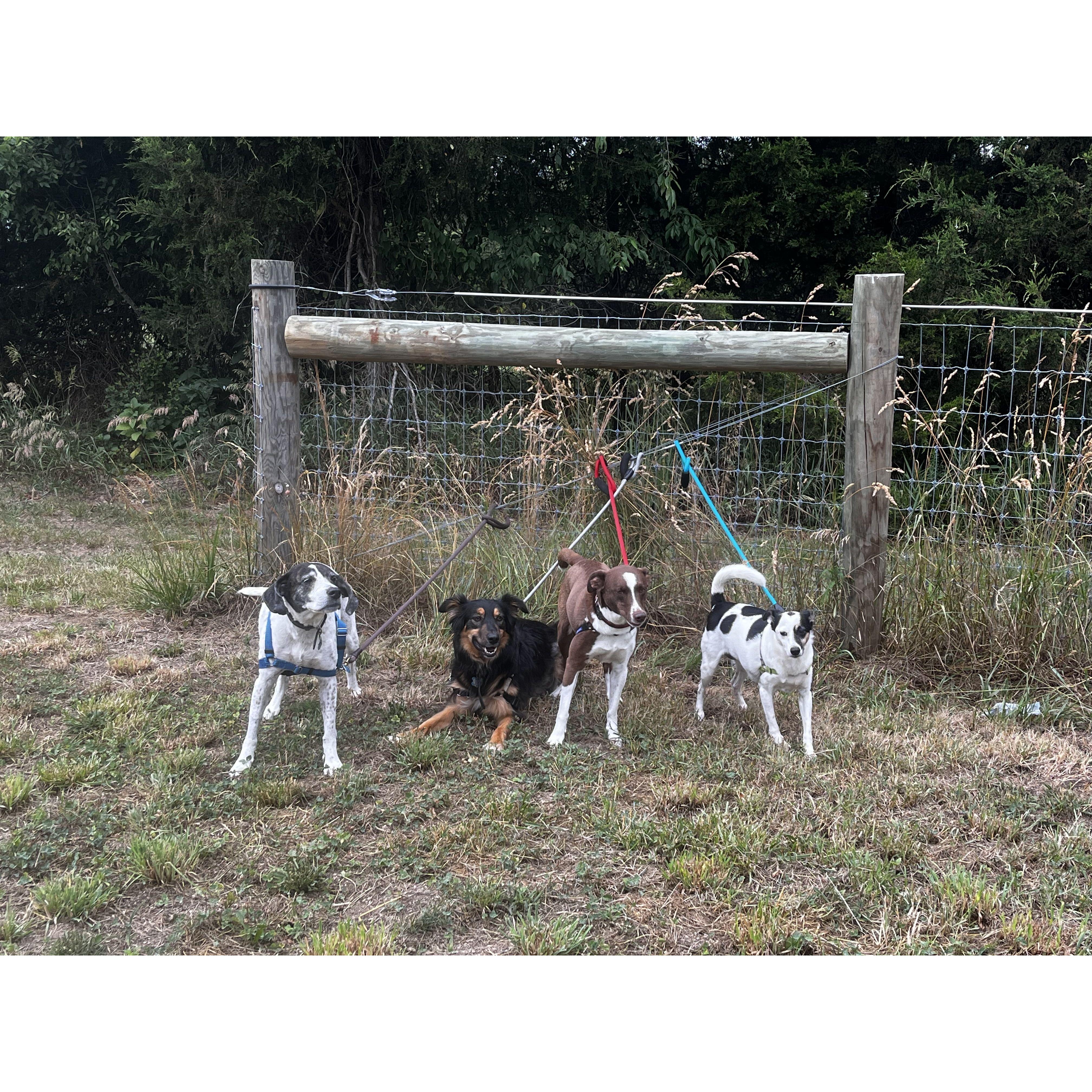 Our dogs