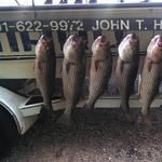 Striper Fishing Guide  John T Hall