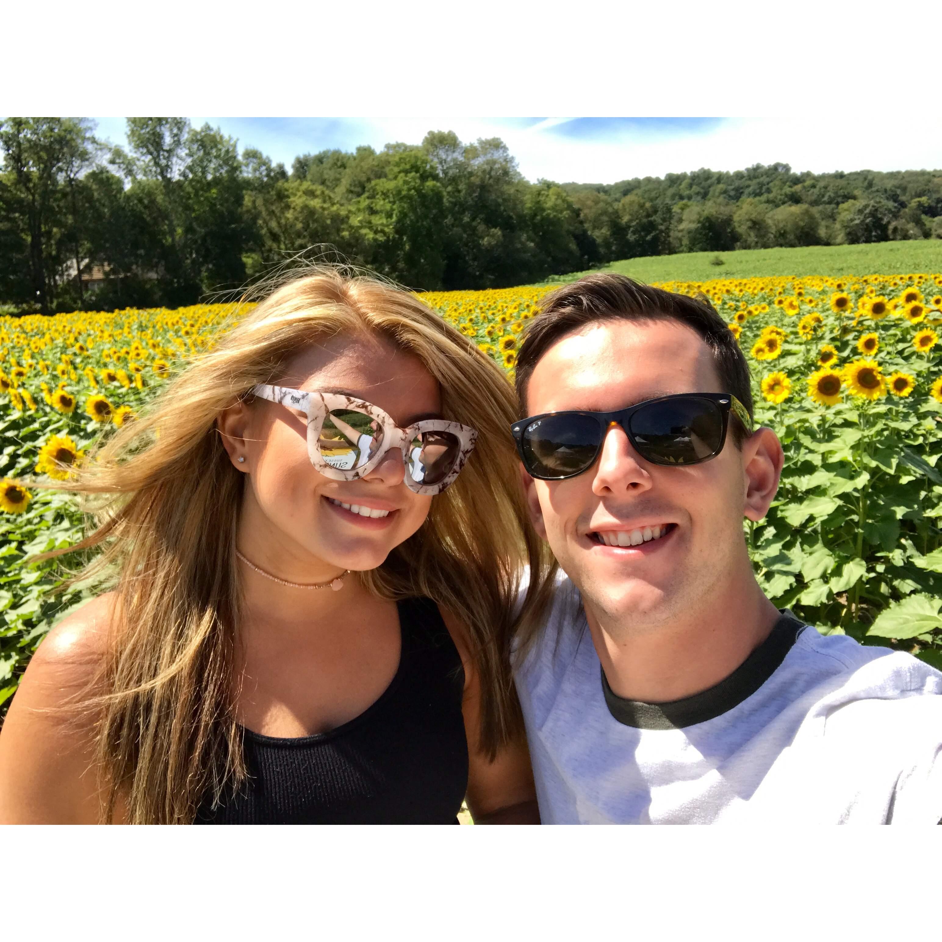 September 2017 - Sunflower Field in Sandyston, NJ