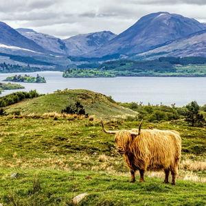 Highland Cow Encounter