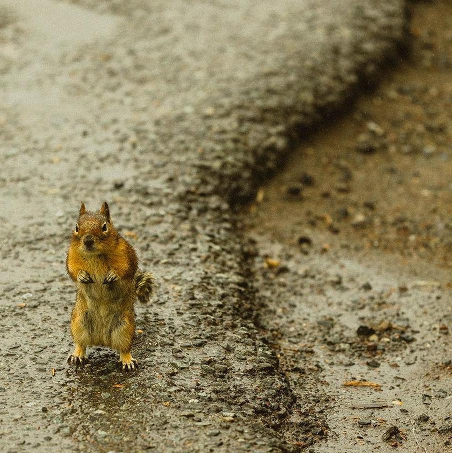 This cute little chipmunk was the first to congratulate us on our engagement! Or is he asking for food?