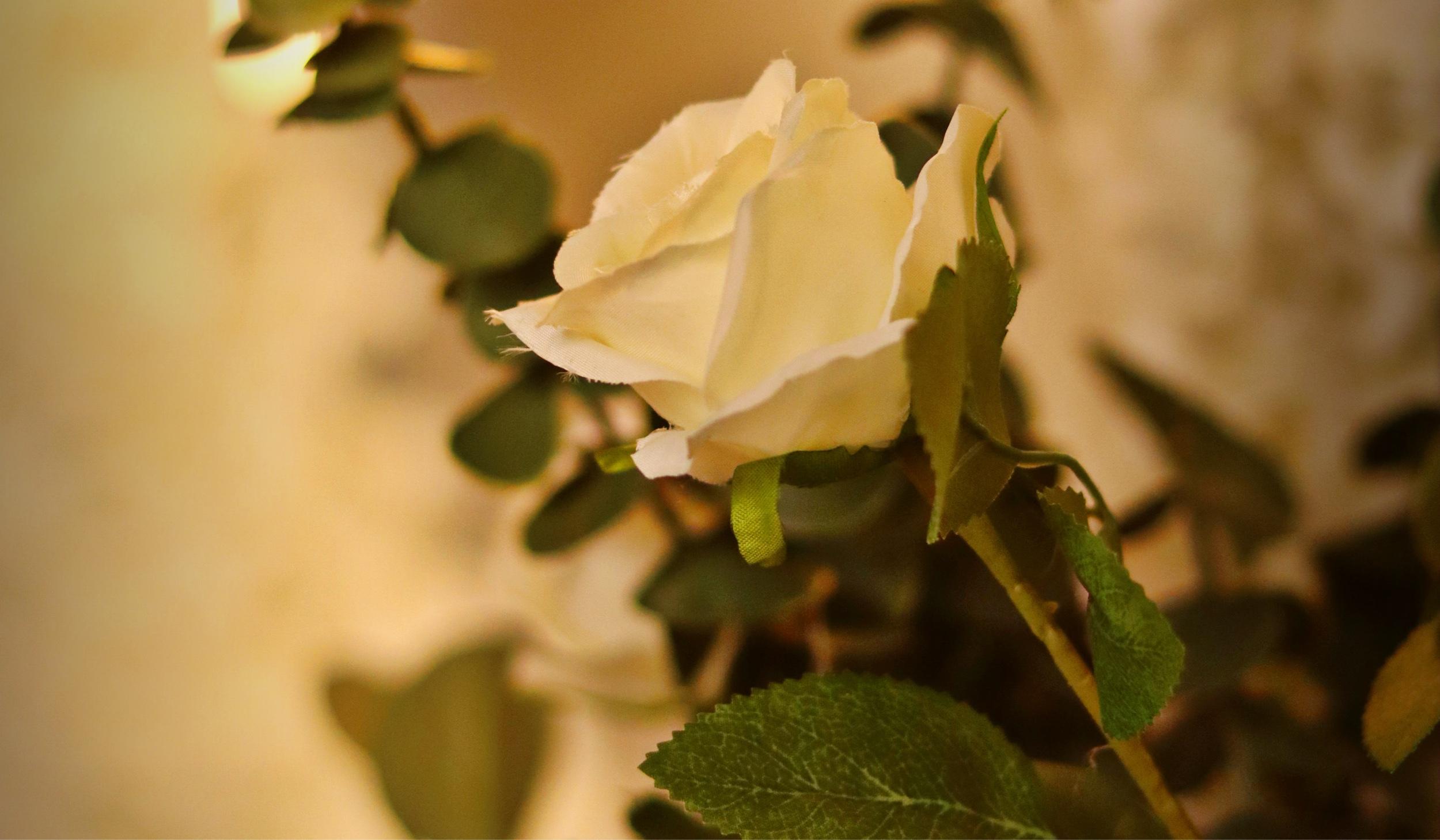 Footer image
