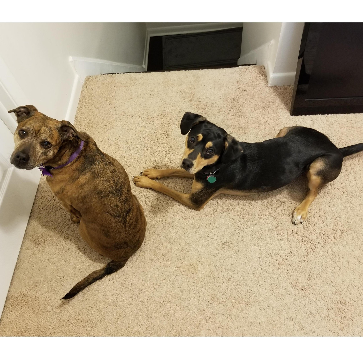 Our fur babies (and the inspiration for our password!) Emma (left) and Lucy (right)