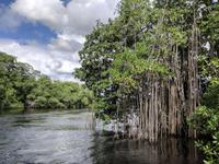 J. Charles Swaby's Black River Safari