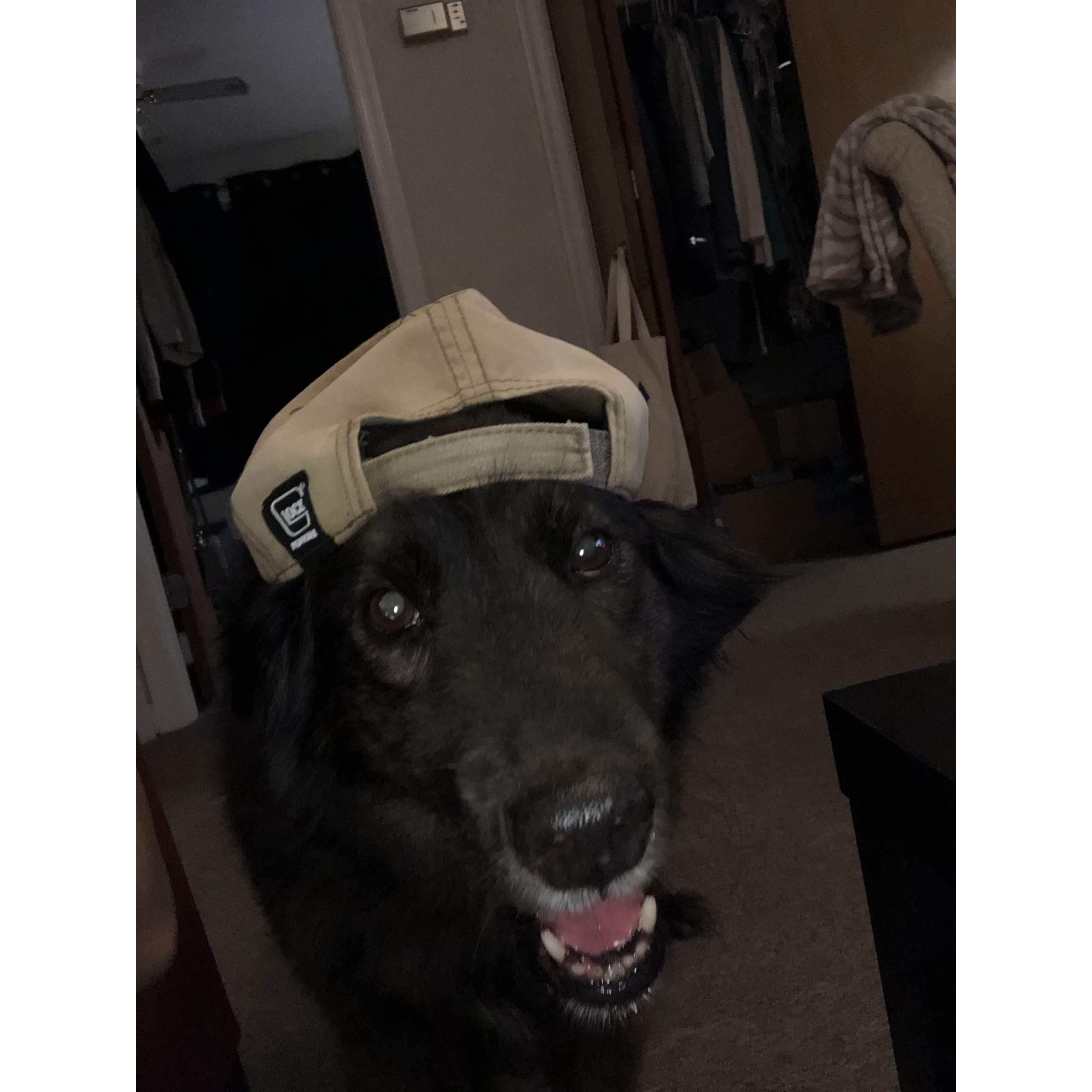 Bear pup sporting daddy's hat