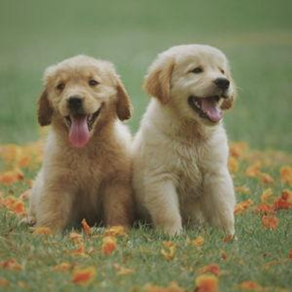 Newlyweds