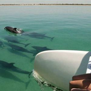 Swimming with Dolphins