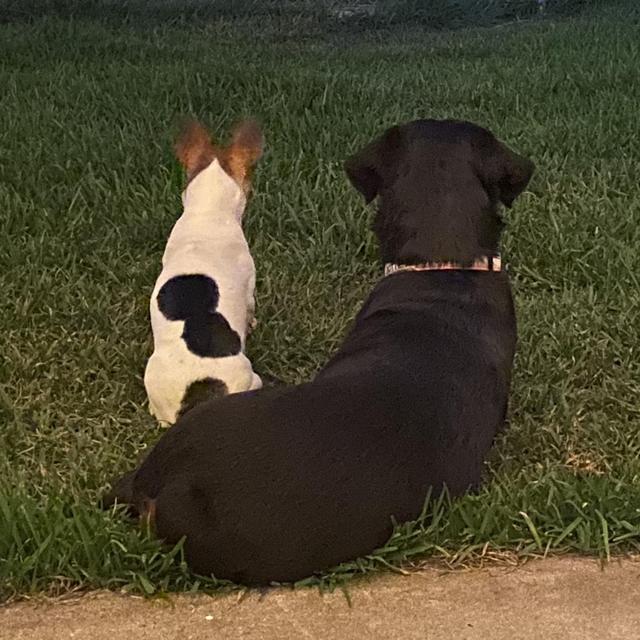 Honeymoon Dog Sitter