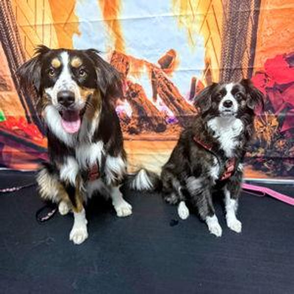 Dog treats and Agility Courses