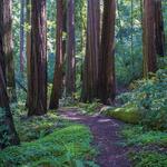 Hike in the Redwoods in Big Basin Redwoods State Park