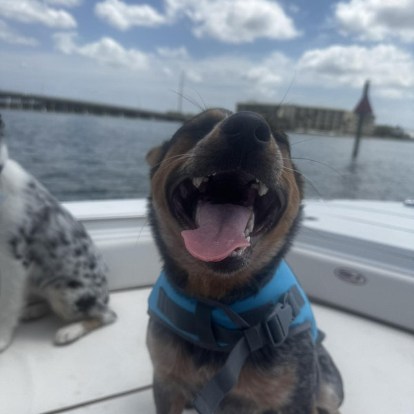 Our Pet Treat Fund