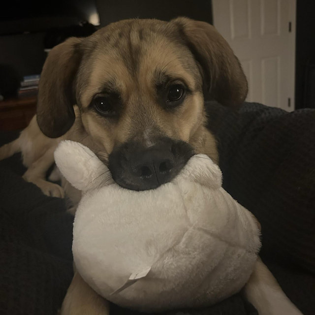 Puppy Fund