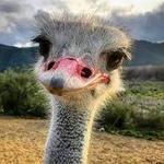 Ostrich Land