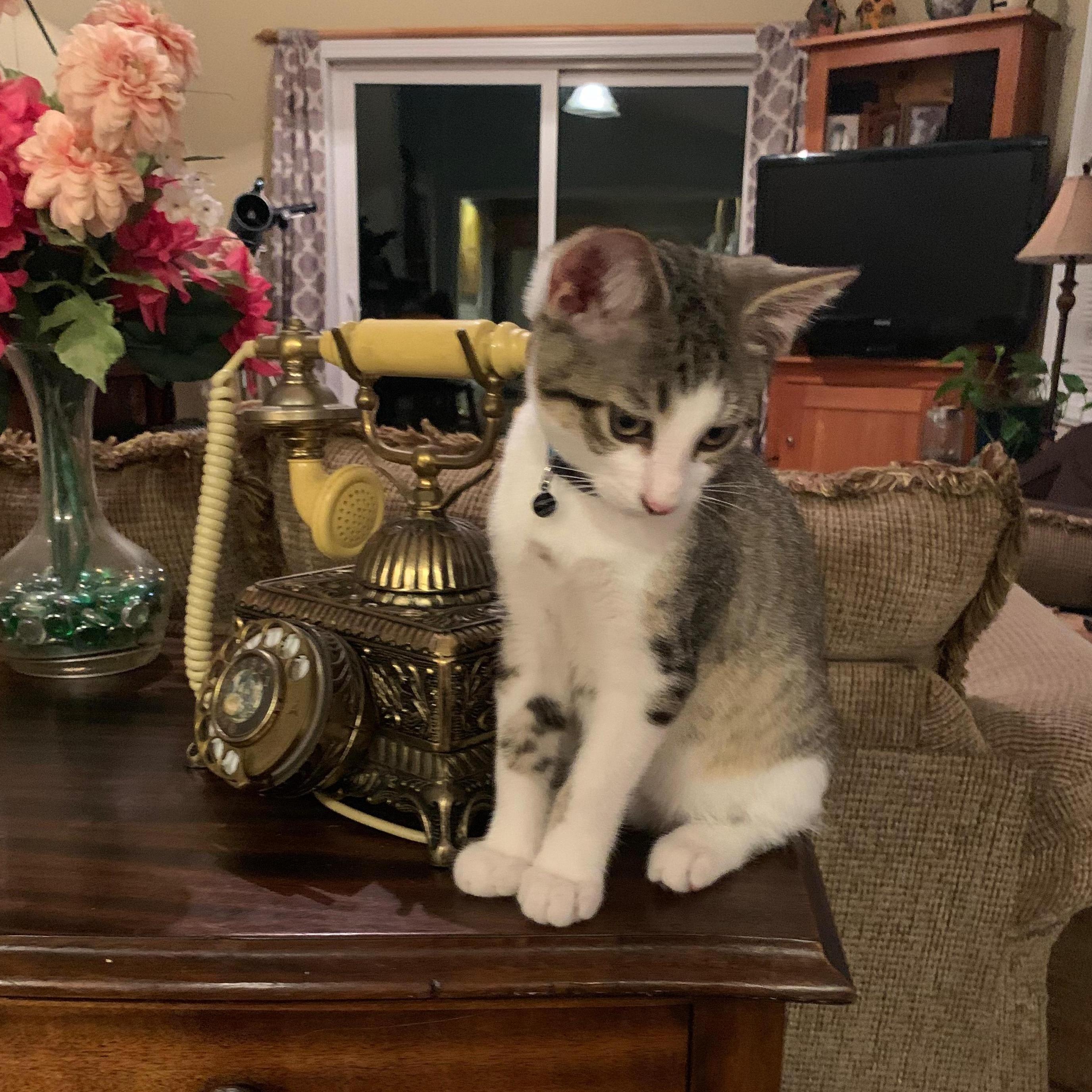 We became kitten parents! Meet Lenny... He's MUCH bigger now.