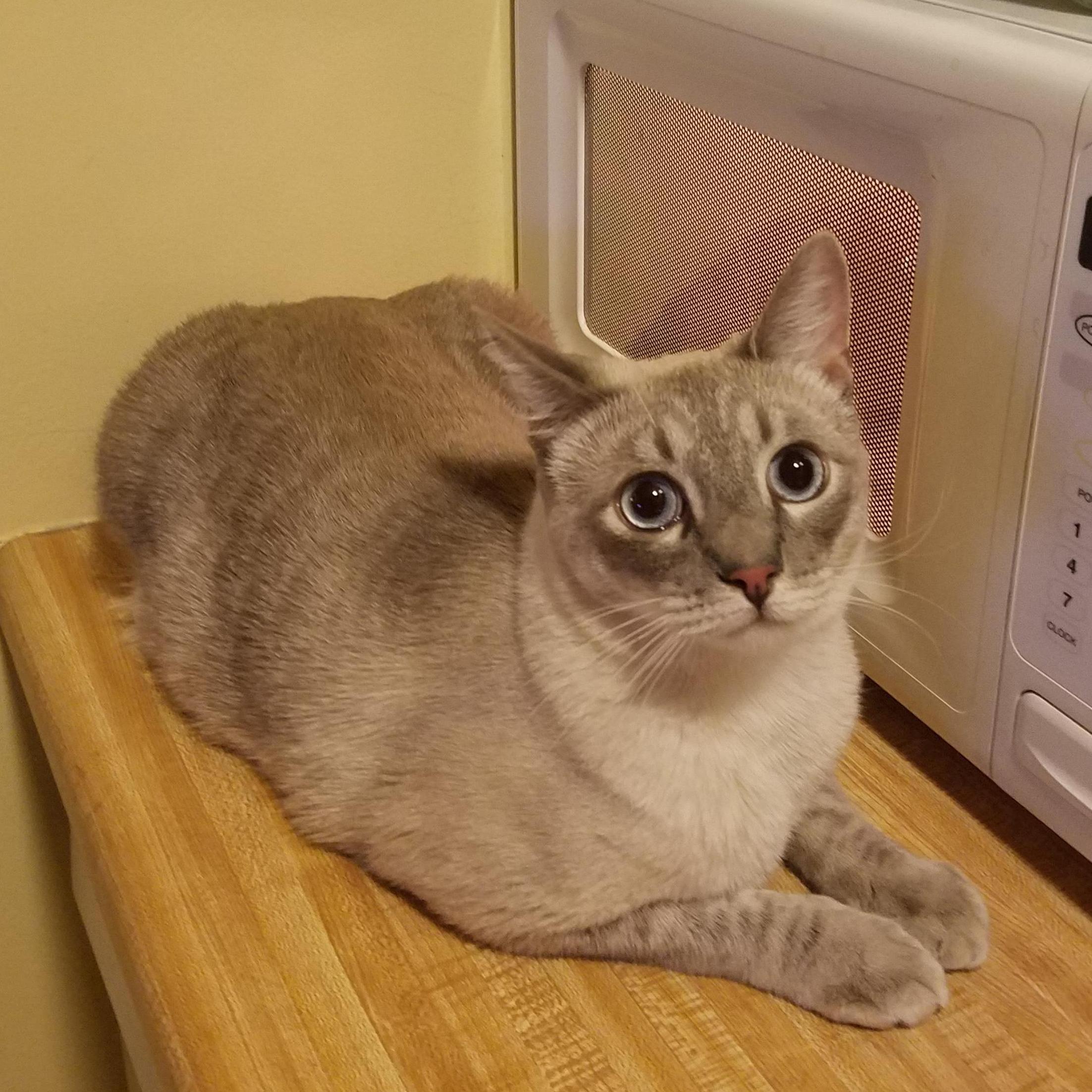 Our baby kitten, Kuro Okami-chan (or chinchin)