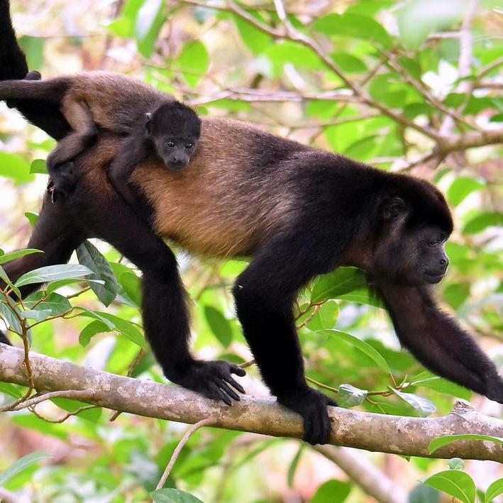 Howler Monkey mother and child - these can be heard in the distance (or right above!) from all over the South coastal region.