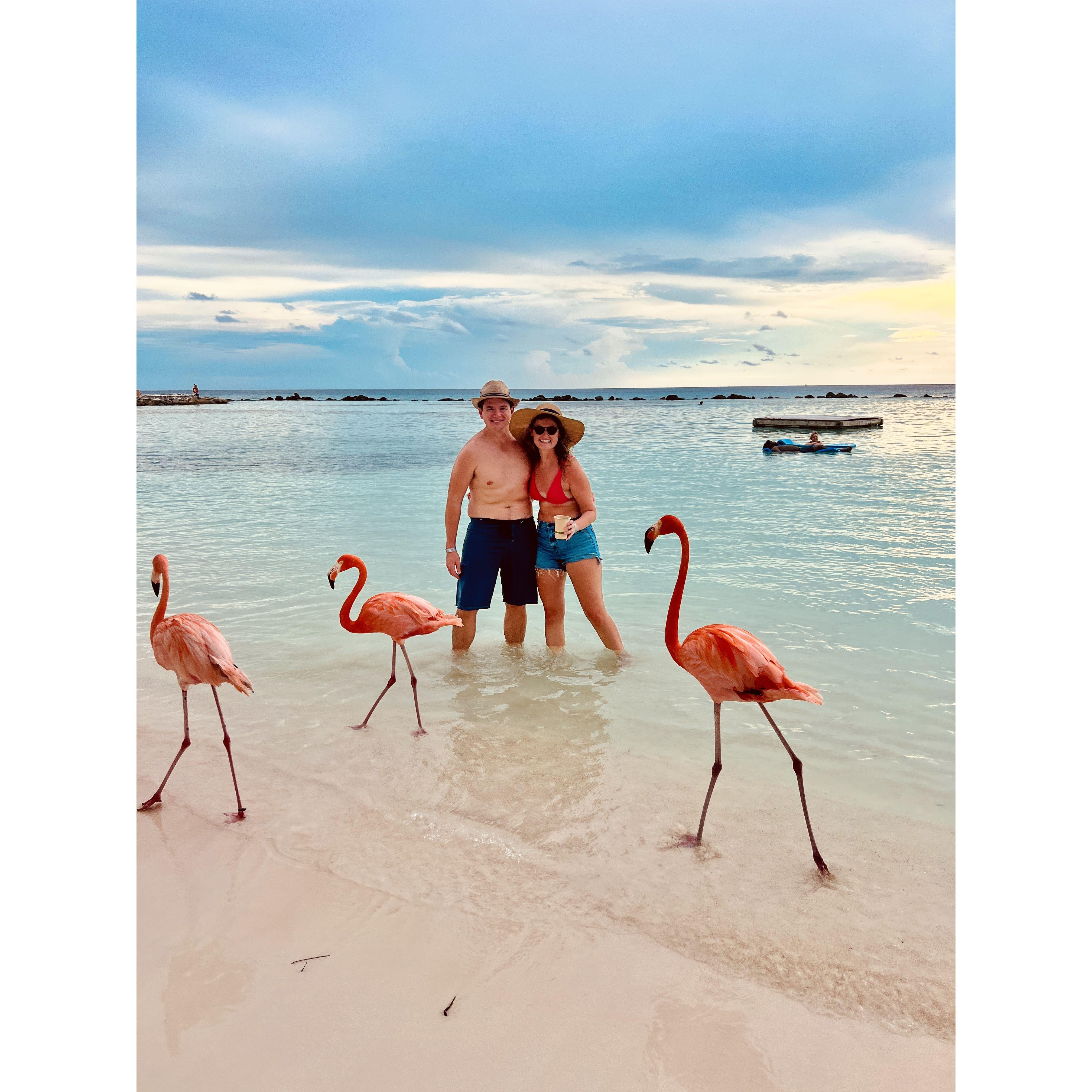 Hanging with the flamingos in Aruba (2023)