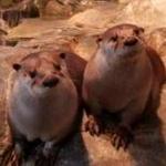Great Lakes Aquarium