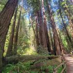 Muir Woods National Monument, Visitors Center