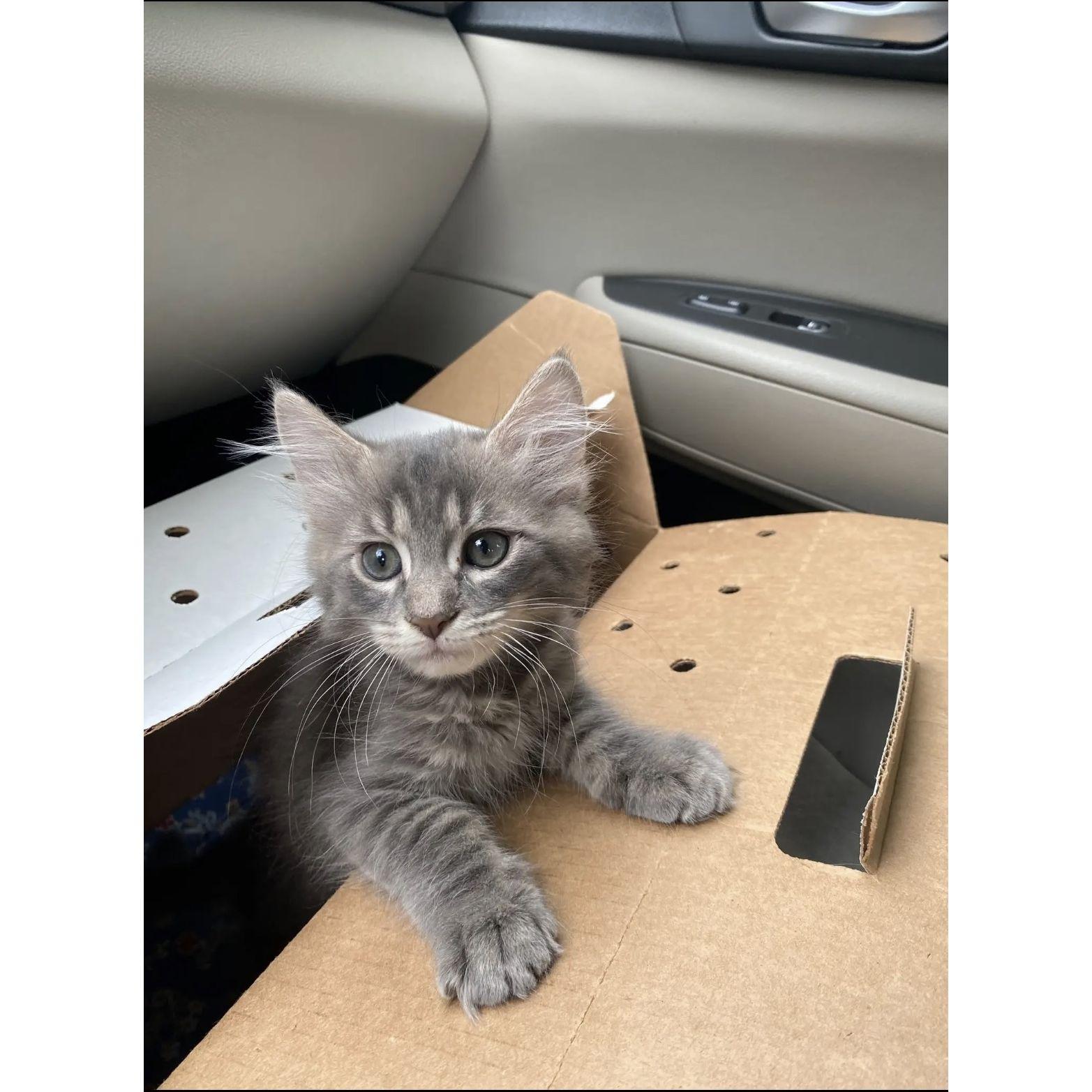 the day we got Hendrix from some lady, for free, at almost 10 weeks old