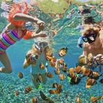 Parasailing, Snorkel Cruise, Sharks and Stingrays Encounter Tour