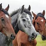 Horseshoe Creek Riding Stables