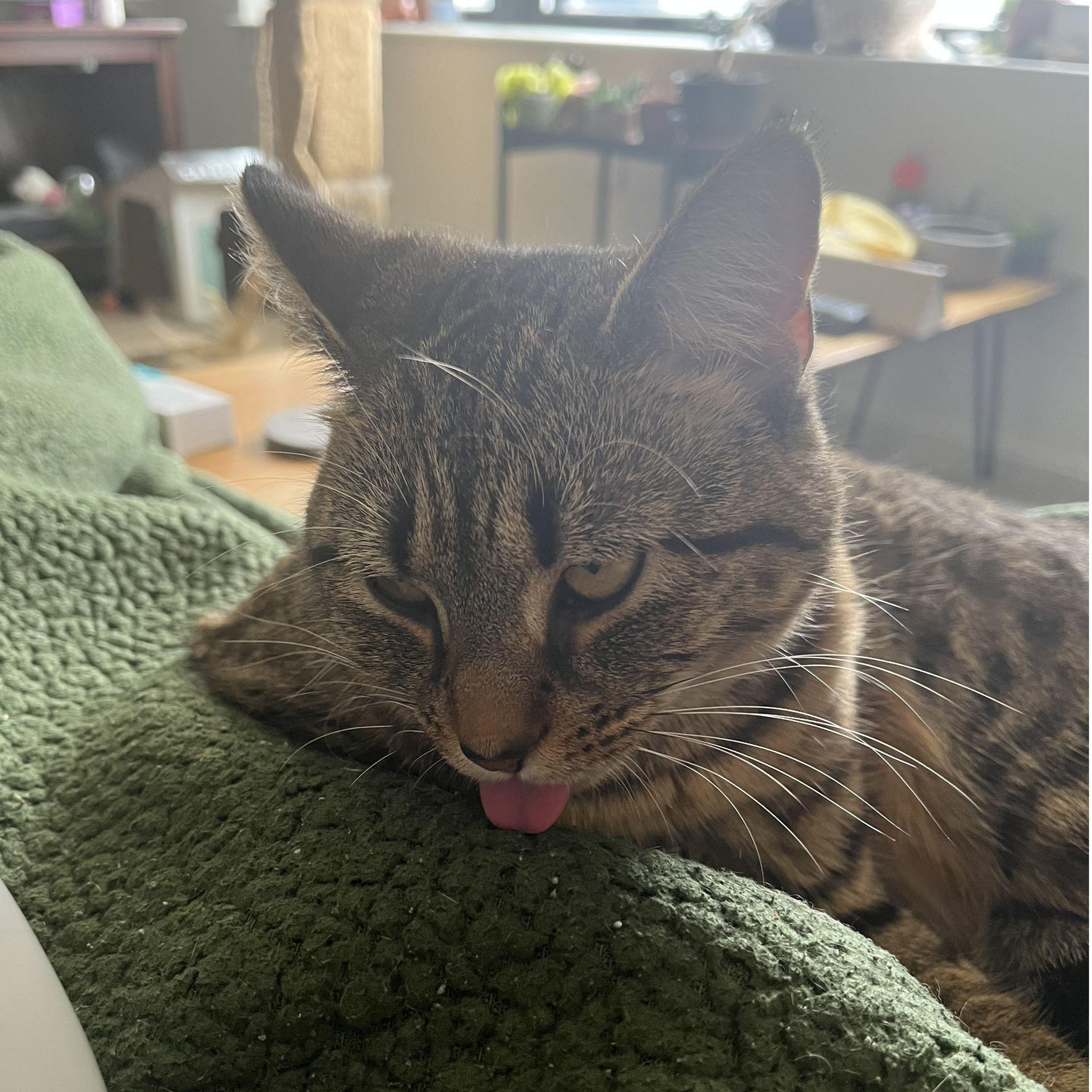 Our youngest, and chunkiest cat, Miso