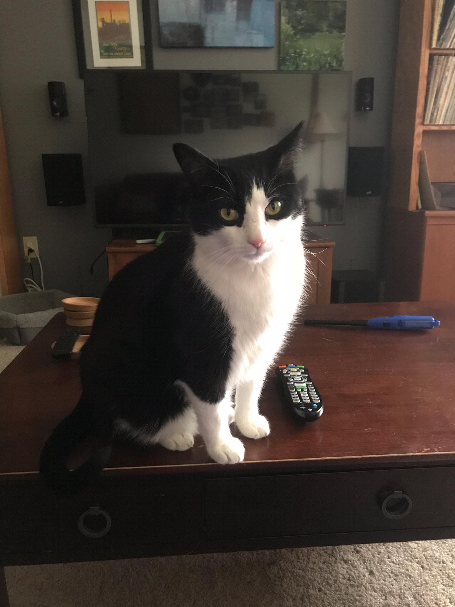 Our awesome kitty, Ishmael