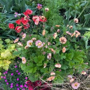 Growing my own flowers for our Wedding