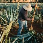 Mezcal Tasting in Oaxaca