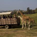 San Diego Zoo Safari Park