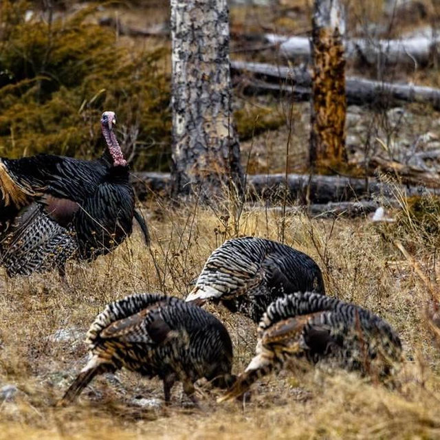 Gift certificate for Turkey Hunting Supplies