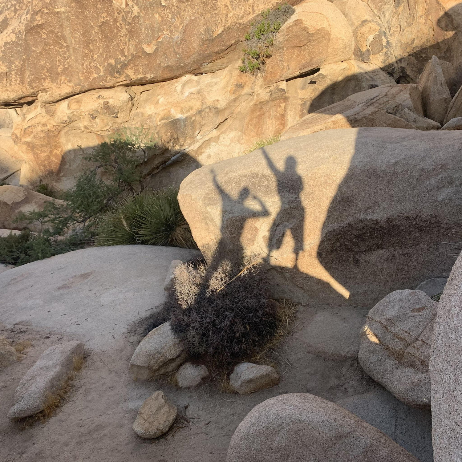 Joshua Tree