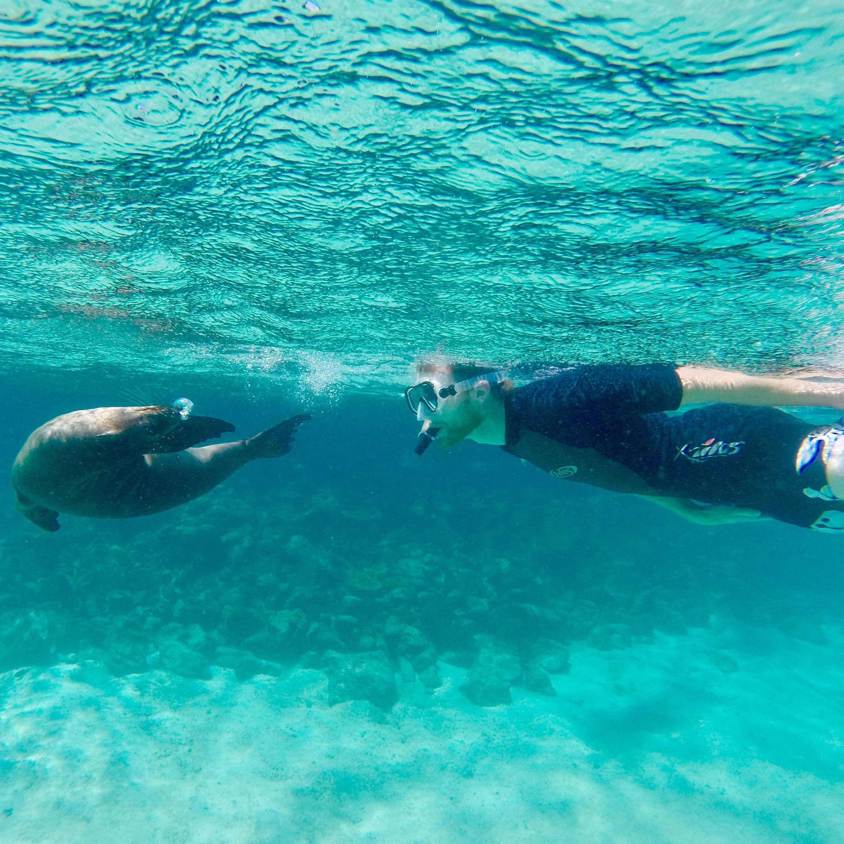 While Stephanie was befriending sea turtles I met a seal