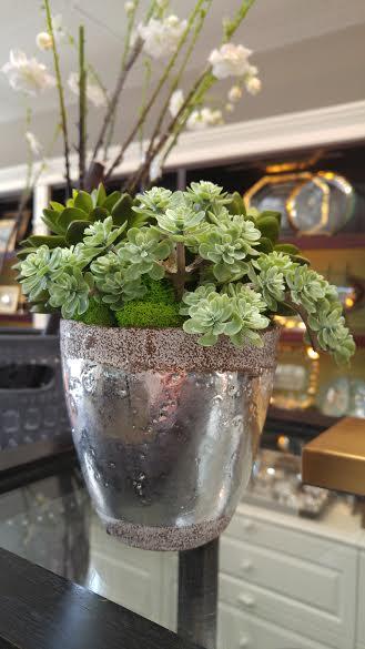Succulent in Mercury Pot